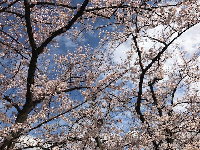 桜満開予定日